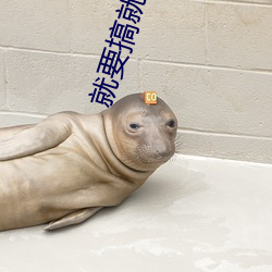 就要搞就要插