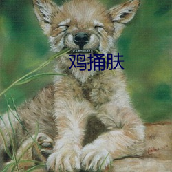 鸡捅(tǒng)肤(fū)