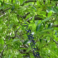 小夫郎他天生好命