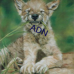 ADN （独体