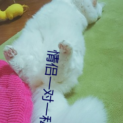 情侶一對一私聊app