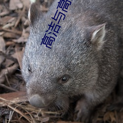 高洁与(yǔ)高芳(fāng)江晓萍
