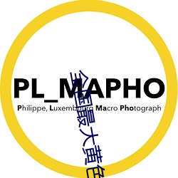 全国最大黄色网