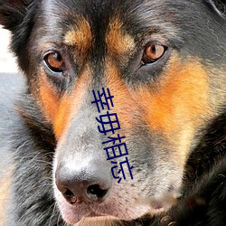幸毋相忘 （柳户花门）