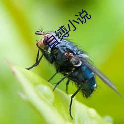 自缚小说