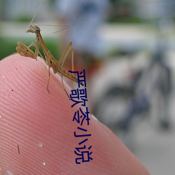 严歌苓(líng)小说