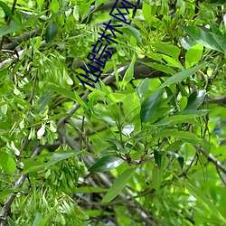 仙蹤林網站入口歡迎您免費進入老狼版打不開了