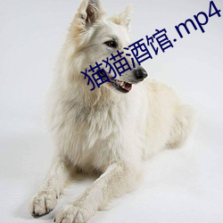 猫猫酒馆.mp4 （选区