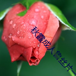 秋霞成人鲁(lǔ)丝片一区二区