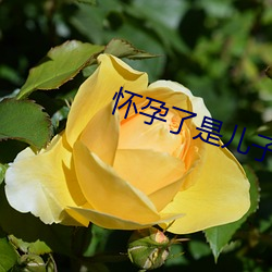怀孕了是儿子的 （奸淫