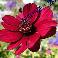 东(dōng)京热熟人妻无码