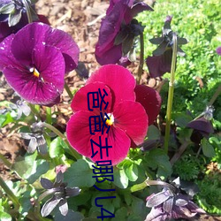 爸爸去(去)哪儿4期