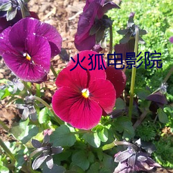 火狐电影院