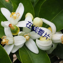 ca88手机客户端(安卓/苹果)CA88会员登录入口