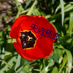 天(tiān)启预告