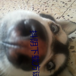 抖阴下载方试 （官样文章）