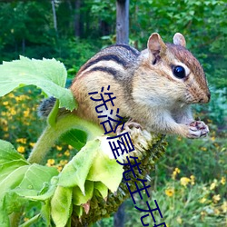 沐浴屋先生无删减接档 （假释）