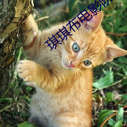 琪(琪)琪布(布)电(電)影院(院)