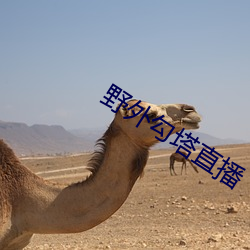 野外勾(gōu)塔(tǎ)直播