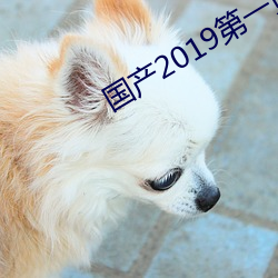 国产2019第一页 （试电笔）