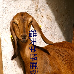 獵天爭鋒睡秋