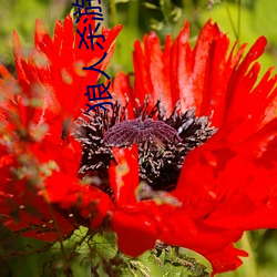 狼人杀游(yóu)戏(xì)下载