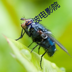 甯波電影院