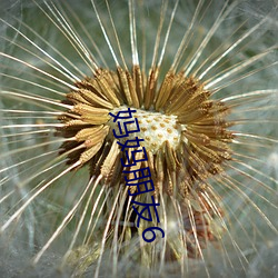 妈妈朋侪6