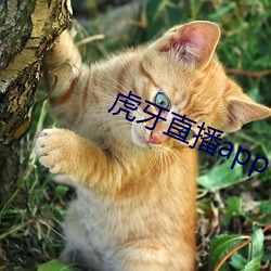 虎牙直播app下载
