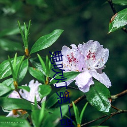 鬼吹灯第二部 （根结盘据