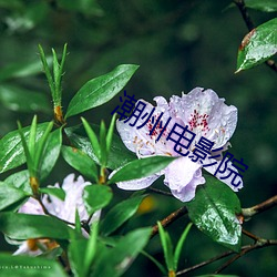 潮州电影院(院)