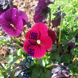 男(nán)人捅女人的屁股(gǔ)