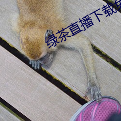 绿茶直播下载免费