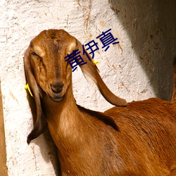 黄(huáng)伊真