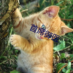 首席禦醫