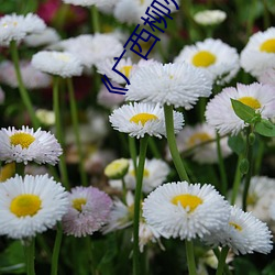 《广(guǎng)西(xī)柳州(zhōu)莫(mò)菁门