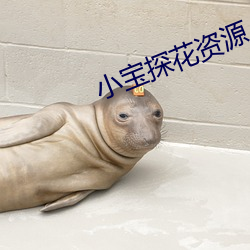 小寶探花資源