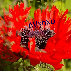 AVxbxb