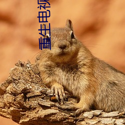 重生电视剧