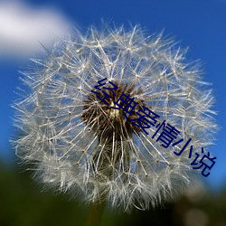 经(經)典爱情(情)小(小)说