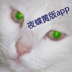 夜蝶黄版app