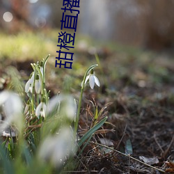 甜橙直播免費下載