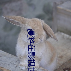 漫游在影(yǐng)视世界