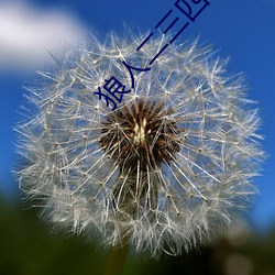 狼人二三四区