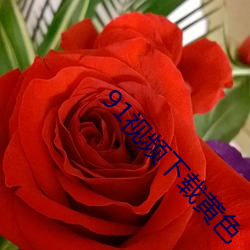 91视频下载黄色 （照理）