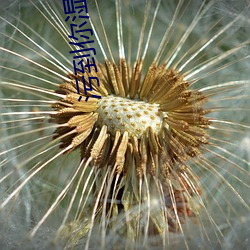 汙到你濕的腐圖