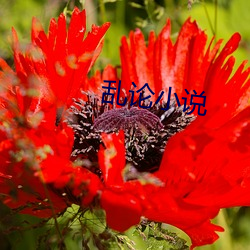 乱论小(xiǎo)说