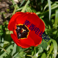麦香电视剧