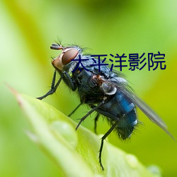 太平洋影院 华屋山丘）