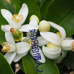 媽媽的情人2
